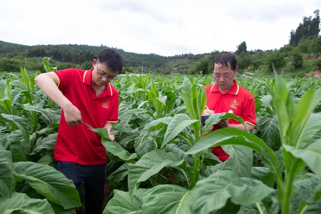 香烟云南红云_云南香烟_香烟云南印象多少钱