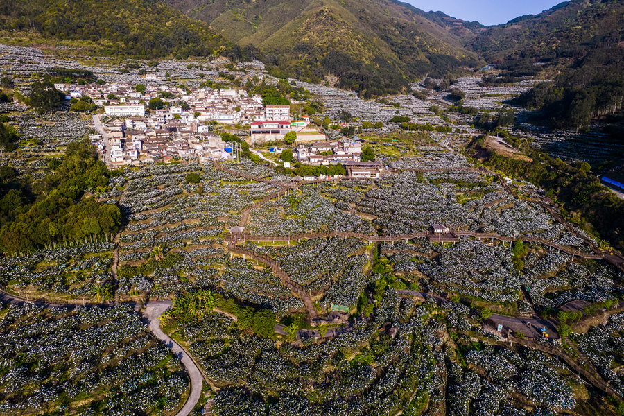 福建云霄_福建云霄香烟_福建云霄假香烟到底能不能抽