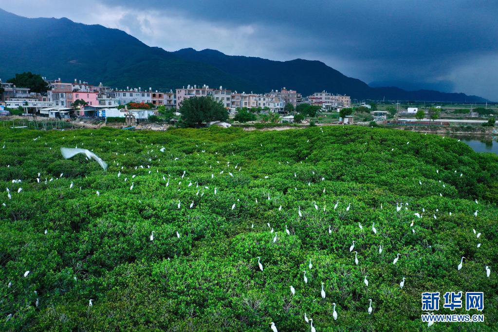 福建云霄_福建云霄县属于哪个市_福建云霄天气