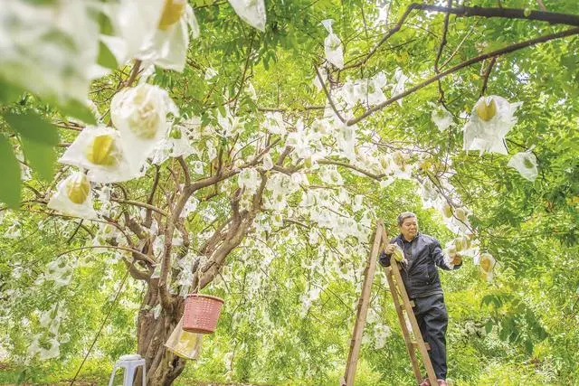 福建云霄天气_福建云霄香烟_福建云霄