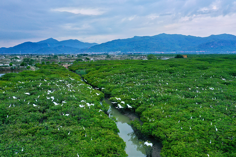 福建云霄县天气预报_福建云霄县属于哪个市_福建云霄