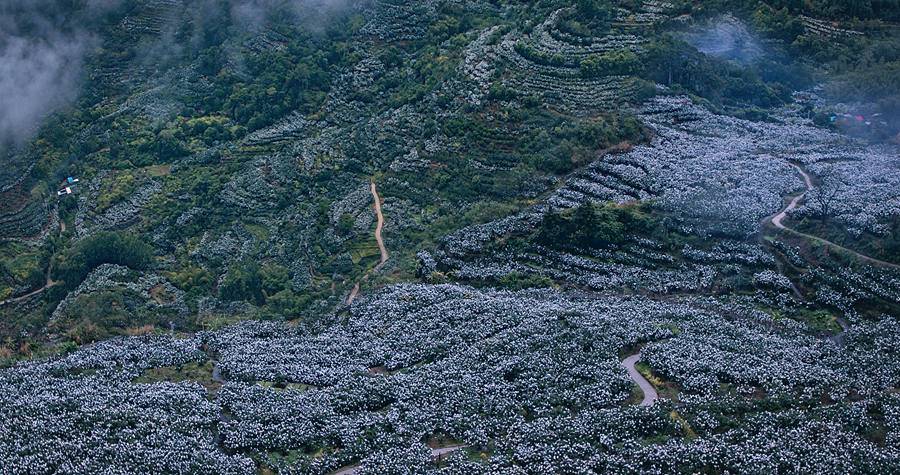 漫山枇杷套上银色袋子，宛若雪景。刘亮真摄