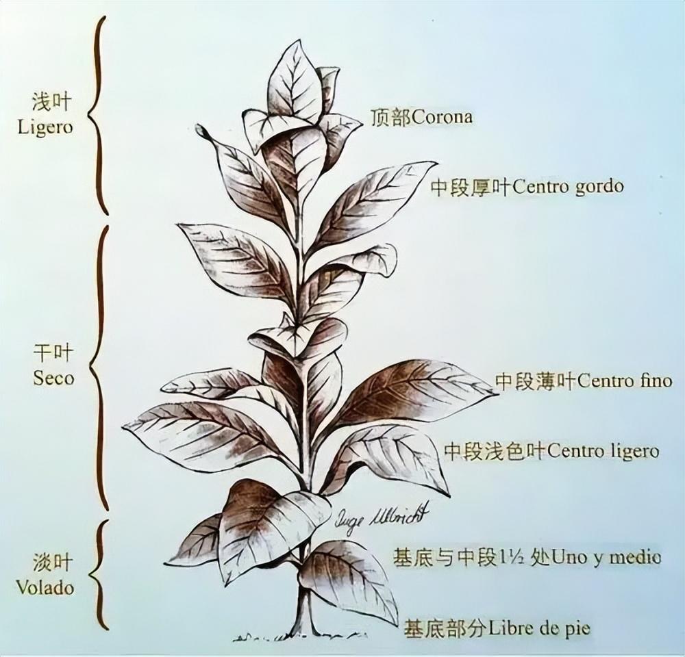 一手香烟微信号_香烟一手_一手香烟货源