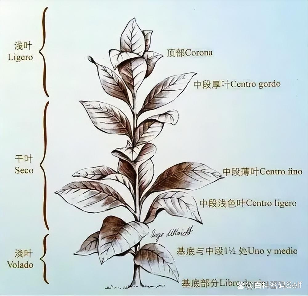 一手香烟微信号_一手香烟货源_香烟一手