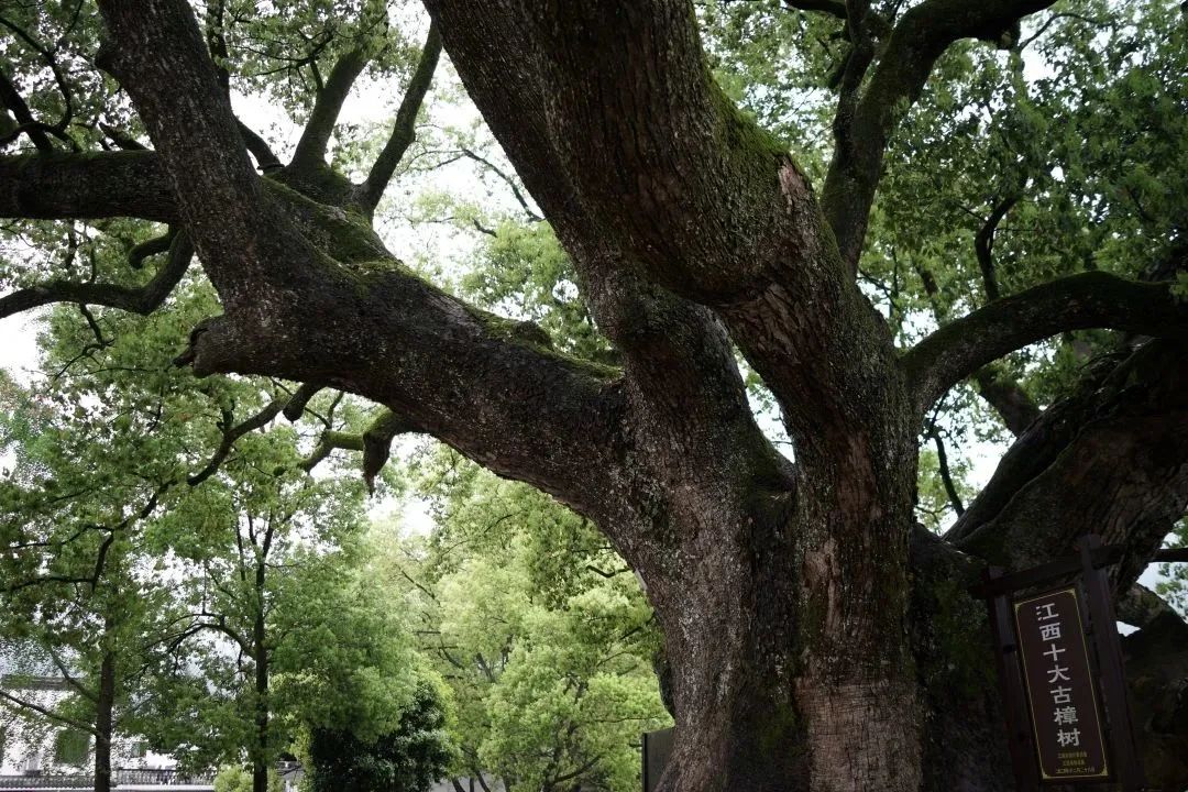 私自造烟的村子_农村发烟_农村让烟的规矩