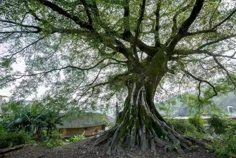 福建云霄县天气预报_福建云霄假香烟到底能不能抽_福建云霄