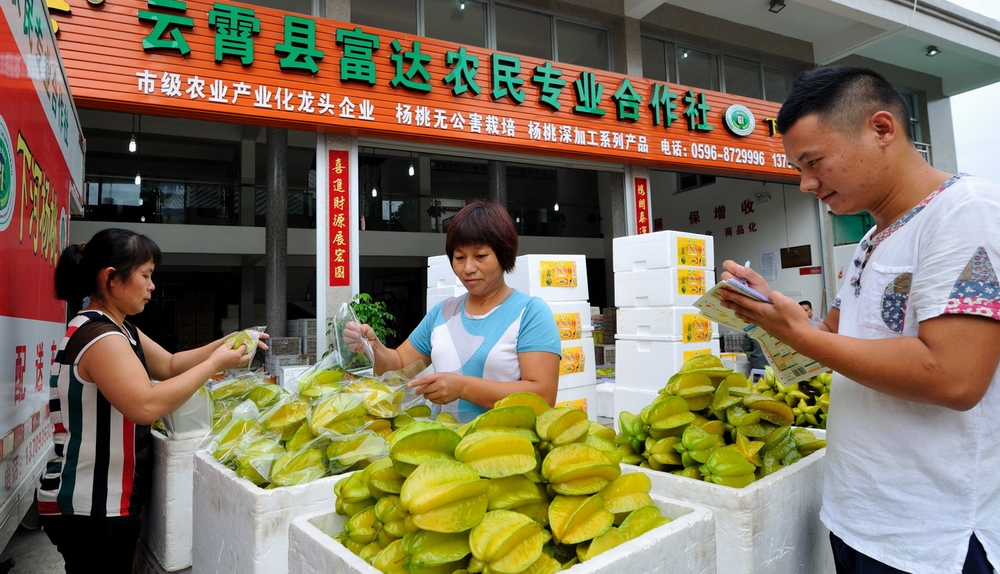 农民合作社社员准备将杨桃网络订单发往全国各地　杨顽毅　　摄