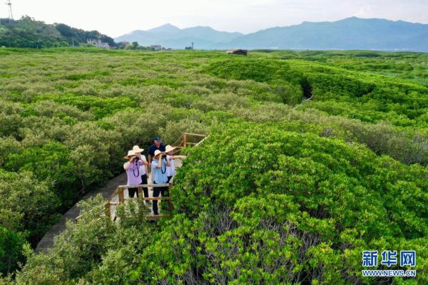 福建云霄：鹭鸟云集红树林