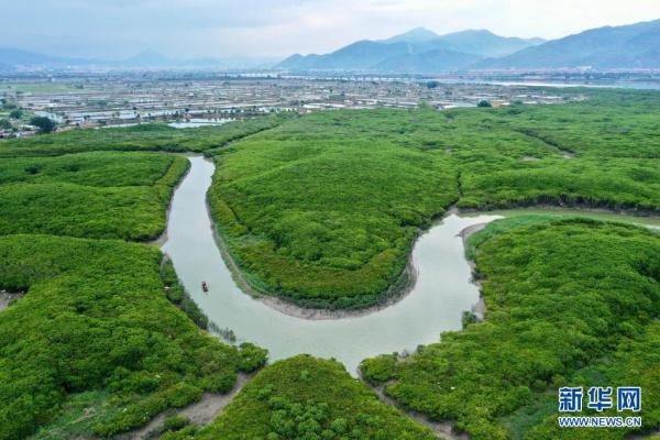 福建云霄：鹭鸟云集红树林