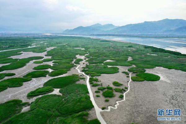 福建云霄：鹭鸟云集红树林