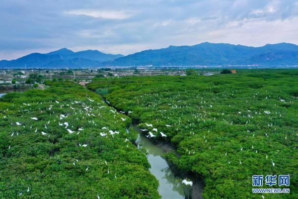 福建云霄：鹭鸟云集红树林