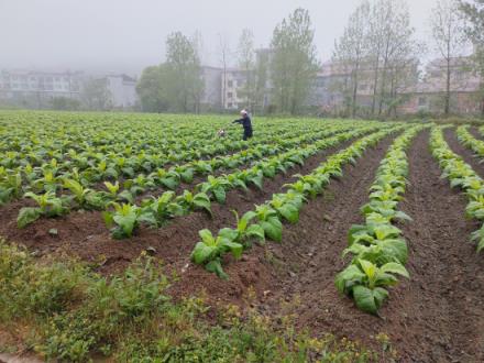 云霄香烟一手货源技巧_云霄香烟多少钱一包_云霄香烟国烟一手货源