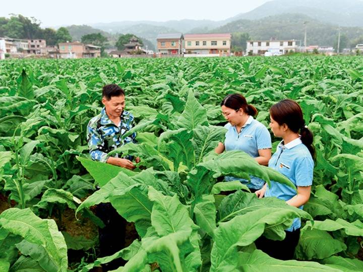 菲利普莫里斯烟日本造_私自造烟的村子_造雾者蒸汽电子烟体验馆怎么样