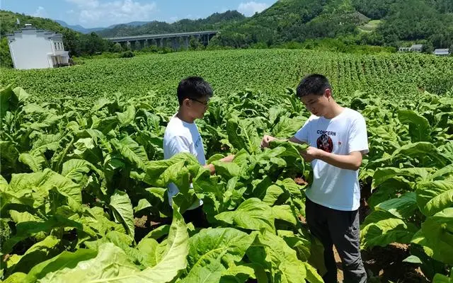 私自造烟的村子_农村发烟_农村让烟的规矩