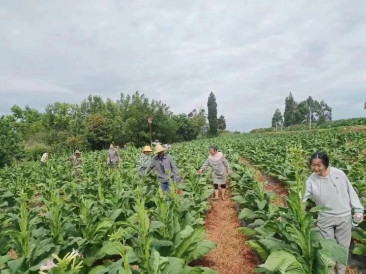 云霄香烟多少钱一包_云霄香烟微信_香烟云霄