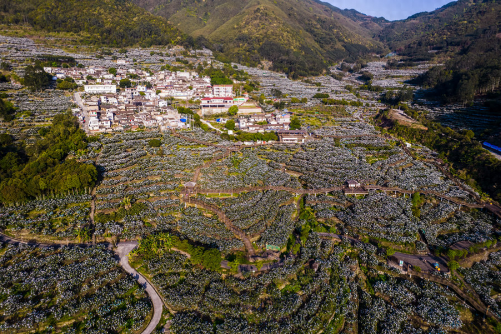 福建云霄假香烟到底能不能抽_福建云霄_福建云霄县属于哪个市